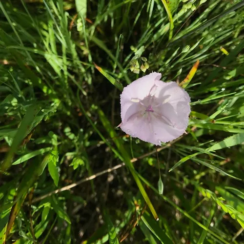 Pink star-tulip