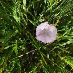 Pink star-tulip thumbnail 1