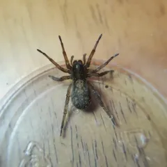 Redlined Wolf Spider thumbnail 2