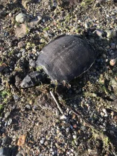Chinese Softshell Turtle thumbnail 2