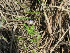 American field pansy thumbnail 2