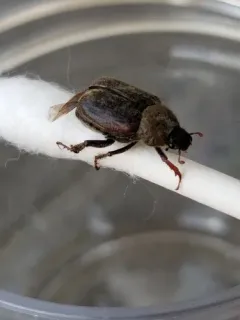 Hoplia sackenii thumbnail 3