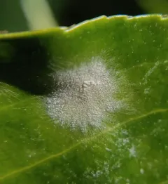 Spindletree powdery mildew thumbnail 2