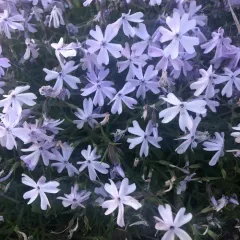 moss phlox thumbnail 3