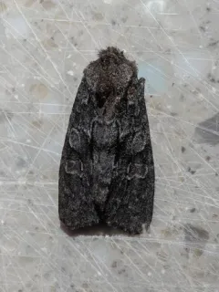 Lithophane atara thumbnail 3