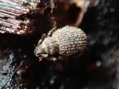 Cathormiocerus aristatus thumbnail 3