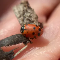 Convergent Lady Beetle thumbnail 3