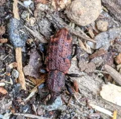 Steremnius carinatus thumbnail 1