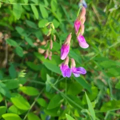 Leafy Pea thumbnail 2