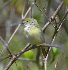 White-eyed Vireo thumbnail 2