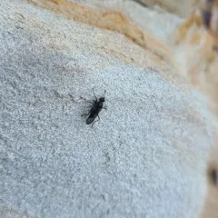 Melanderia mandibulata thumbnail 3