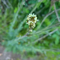 Tower Mustard thumbnail 3