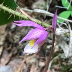 Fairy-slipper thumbnail 2