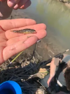 Mud Darter thumbnail 4