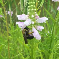 Eastern Carpenter Bee thumbnail 4