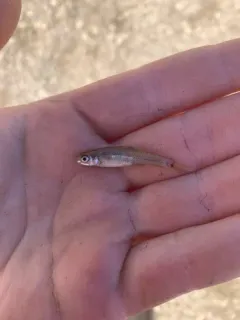 Bullhead Minnow thumbnail 1