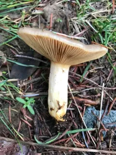 Purple-staining California Milk Cap thumbnail 3