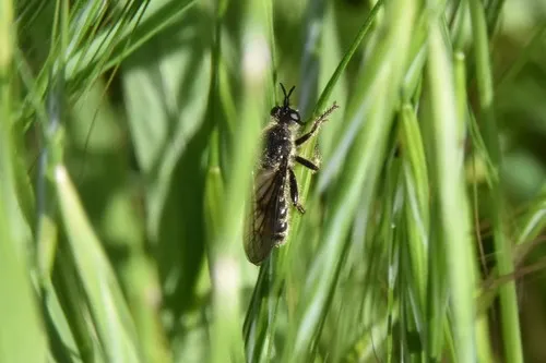 Dicolonus simplex