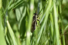 Dicolonus simplex thumbnail 1
