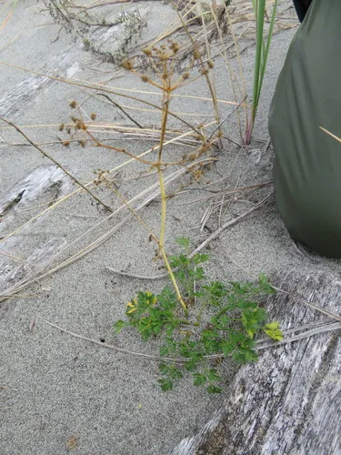 garden parsley