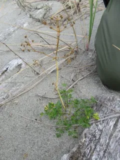 garden parsley thumbnail 1