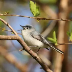 Blue-gray Gnatcatcher thumbnail 4