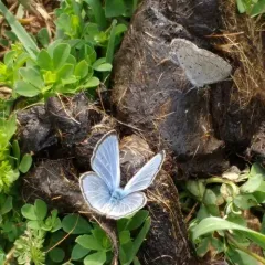 Silvery Blue thumbnail 4