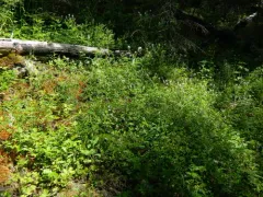 Payson's Milkvetch thumbnail 2