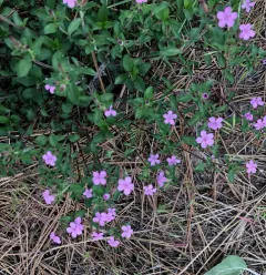 Rock Soapwort thumbnail 2