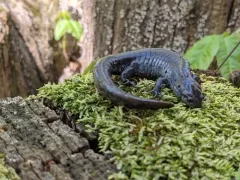 Small-mouthed Salamander thumbnail 1