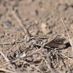 Brown-spotted Range Grasshopper thumbnail 2