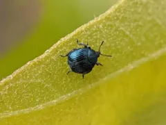 Thief Weevil thumbnail 1