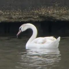 Mute Swan thumbnail 2