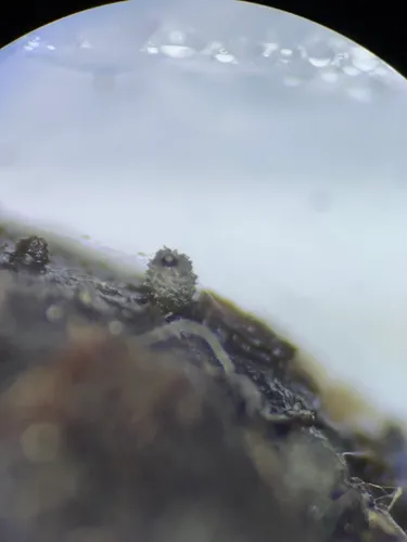 Schizothecium miniglutinans