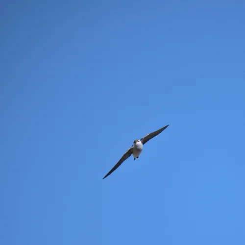 Violet-green Swallow