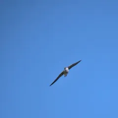 Violet-green Swallow thumbnail 1