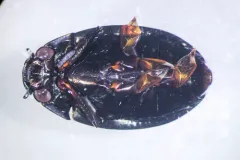 Dineutus nigrior thumbnail 3
