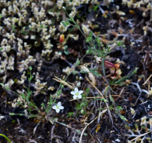 Slender Stitchwort