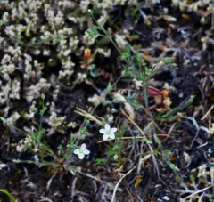Slender Stitchwort thumbnail 1