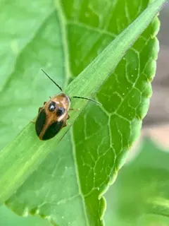 Sacodes pulchella thumbnail 2
