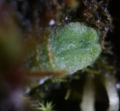 Purple Crystalwort thumbnail 3