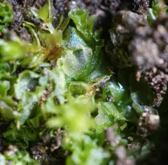 Long-bristled Frillwort thumbnail 2