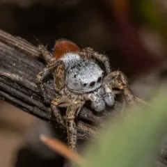 Habronattus decorus thumbnail 3