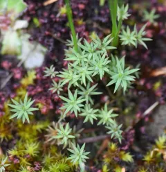 Urn Hair Moss thumbnail 2