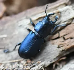 Oregon Stag Beetle thumbnail 2