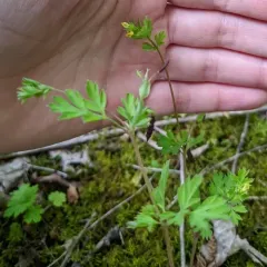 Yellow Corydalis thumbnail 1