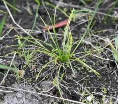 Nuttall's quillwort thumbnail 2