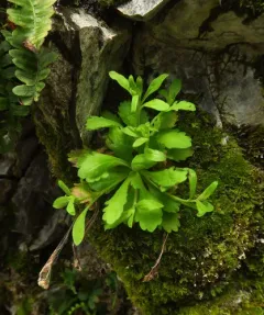 Gorge Fleabane thumbnail 1