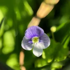 Slender speedwell thumbnail 3
