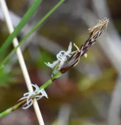 Long-stolon Sedge thumbnail 3